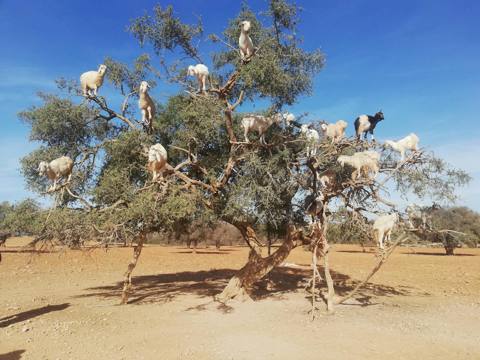 Cabras nas árvores de argão — a cena mais improvável do Marrocos